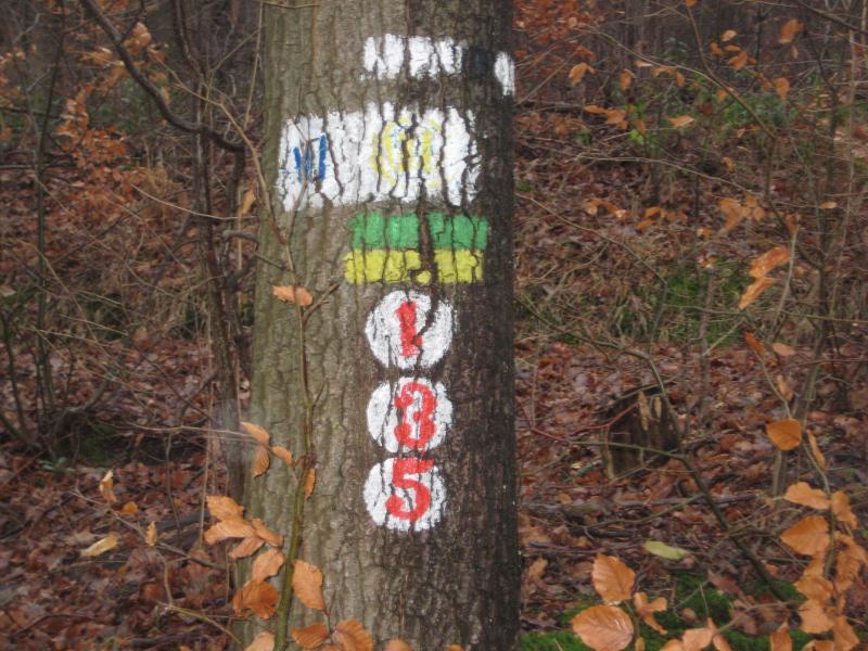 Tree trunk with painted markings, including a yellow and blue symbol at the top and the numbers "135" in white surrounded by a red circle, set against a forested background with fallen leaves. Hohenecken Trails mountain bike trail.