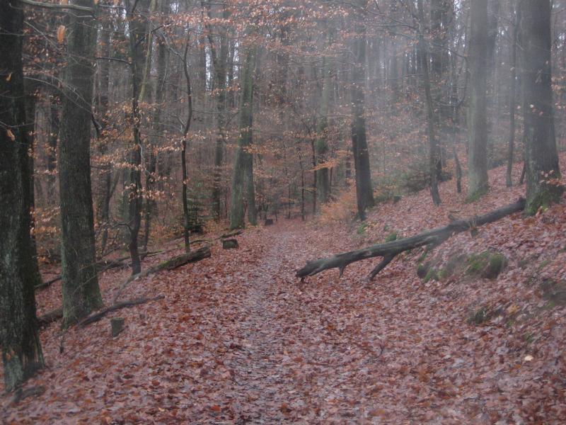 A serene forest scene featuring a narrow pathway winding through tall trees with bare branches and scattered orange and brown leaves on the ground. The atmosphere appears misty and tranquil, evoking a sense of calm and solitude in nature. Hohenecken Trails mountain bike trail.