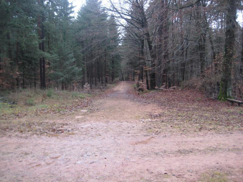 A dirt path winding through a forest, surrounded by tall trees with sparse foliage. The ground is covered in fallen leaves, and the atmosphere appears calm and tranquil. The path leads off into the distance, inviting exploration of the natural surroundings. Hohenecken Trails mountain bike trail.