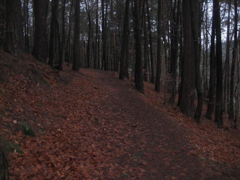 A winding dirt path through a forest covered in fallen leaves, flanked by tall, slender trees. The scene is dimly lit, suggesting an overcast day. Hohenecken Trails mountain bike trail.