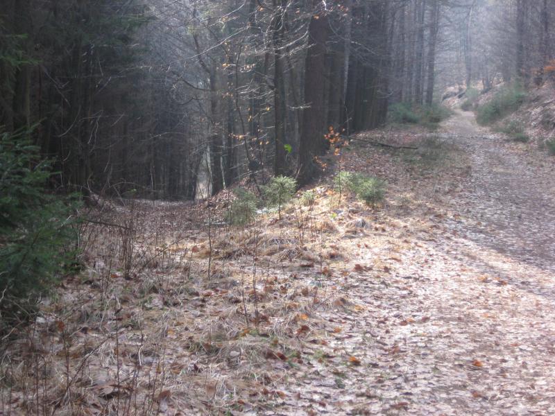 A serene forest scene featuring a winding dirt path surrounded by tall trees. The ground is covered with fallen leaves and patches of grass, while soft sunlight filters through the branches, creating a tranquil atmosphere. Hohenecken Trails mountain bike trail.