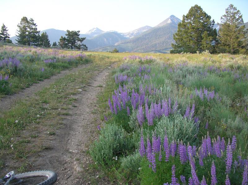A scenic dirt path meanders through a vibrant meadow filled with blooming purple lupine flowers, flanked by shrubs and trees. In the background, majestic mountains rise under a clear blue sky, creating a picturesque natural landscape. Golway Butte mountain bike trail.