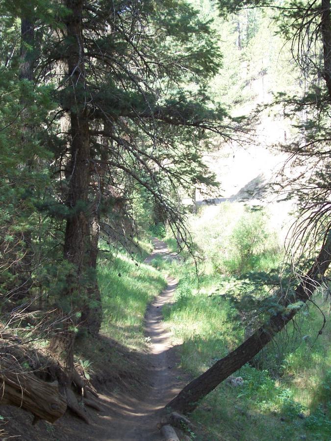 A winding dirt path through a lush green forest, surrounded by tall trees and sunlight filtering through the leaves. The trail leads through vibrant foliage, with patches of grass and small shrubs alongside it. Schultz Creek mountain bike trail.