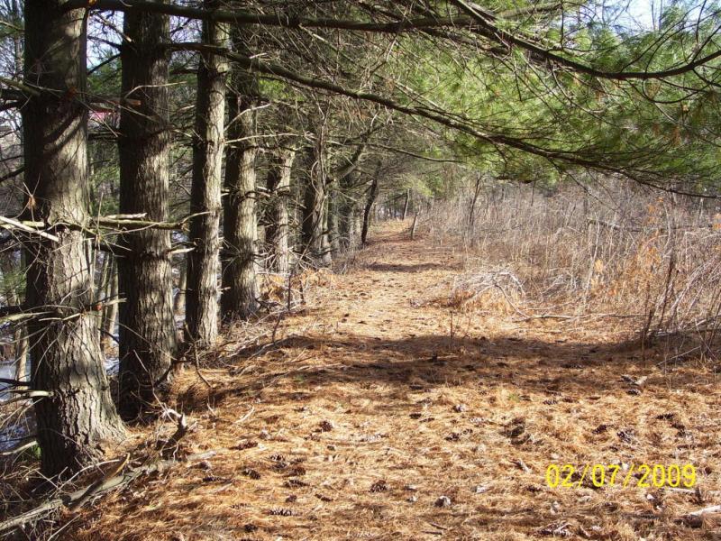 A serene forest path lined with tall pine trees, featuring a sandy ground covered in fallen needles and pine cones. The trail leads into a quieter area of the woods, surrounded by sparse underbrush and soft sunlight filtering through the tree branches. City Trails - Wetlands Trails mountain bike trail.