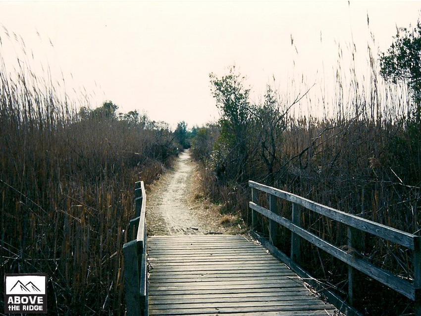 A narrow dirt path leading through tall grasses and brush, with a wooden footbridge crossing part of the trail. The scene is set under a soft, muted sky, creating a tranquil natural environment. False Cape State Park (back Bay Wildlife Refuge) mountain bike trail.