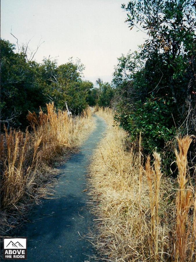 A winding path through a grassy area surrounded by lush greenery, with tall, dry grass on either side, leading into the distance. False Cape State Park (back Bay Wildlife Refuge) mountain bike trail.