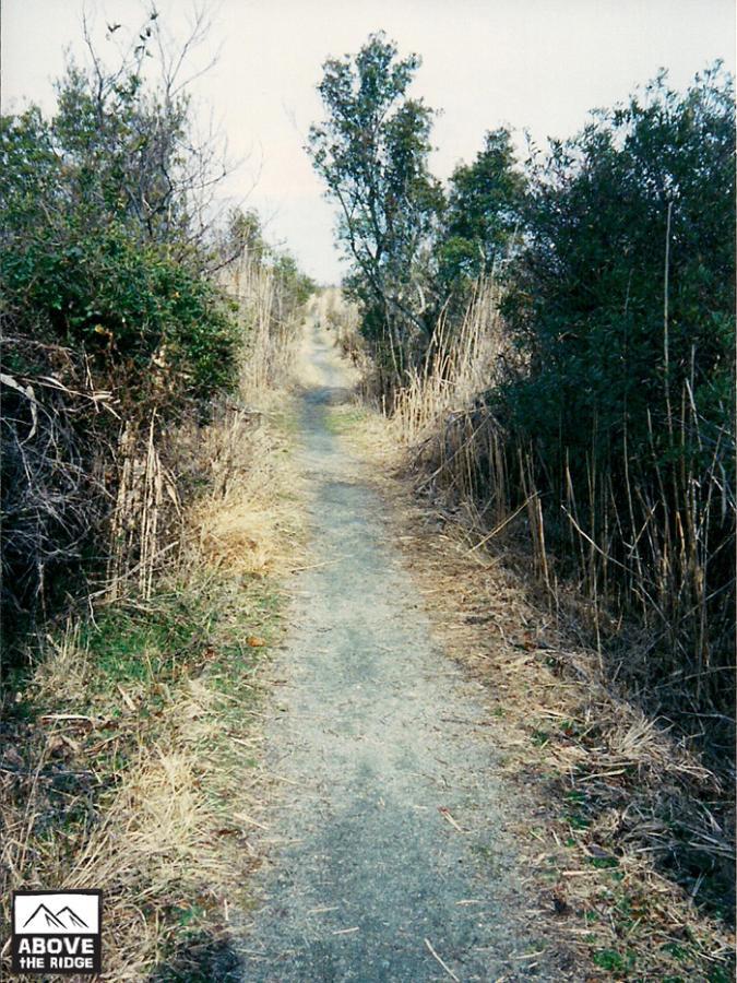 A narrow dirt path surrounded by tall grass and shrubs, leading through a natural landscape. The trail winds ahead under a cloudy sky, promoting a sense of tranquility and exploration in the outdoors. A small logo in the bottom left corner reads "Above the Ridge." False Cape State Park (back Bay Wildlife Refuge) mountain bike trail.