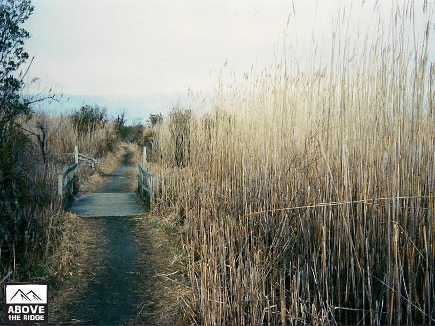 A narrow path winding through tall golden grasses, with a wooden bridge crossing over it. The scene is set under a cloudy sky, surrounded by sparse trees on either side of the trail. False Cape State Park (back Bay Wildlife Refuge) mountain bike trail.