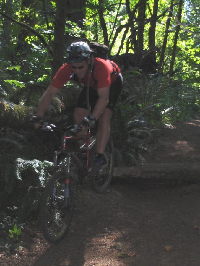A person in a red shirt and helmet rides a mountain bike over a log in a wooded area, surrounded by lush green ferns and trees. McDonald / Dunn Forests mountain bike trail.