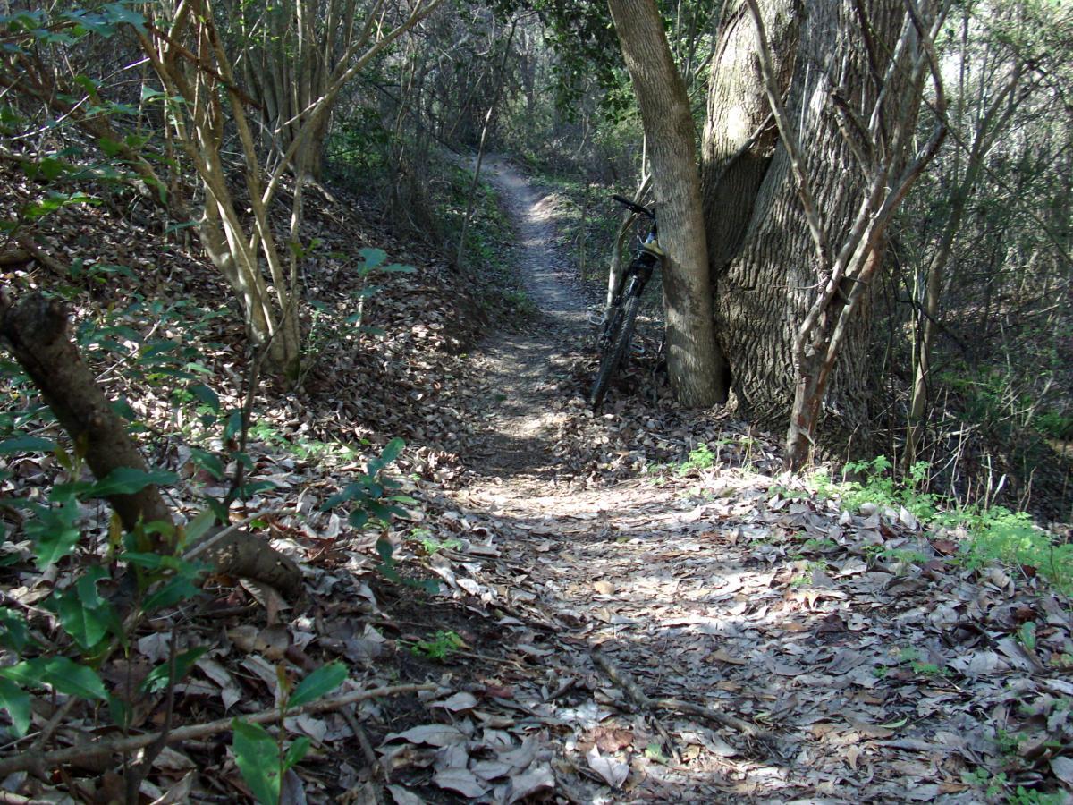 A narrow winding trail through a wooded area covered with fallen leaves, with a bicycle resting against a large tree. Lush greenery surrounds the path, indicating a peaceful, natural setting. L.H. Thomson Trails mountain bike trail.