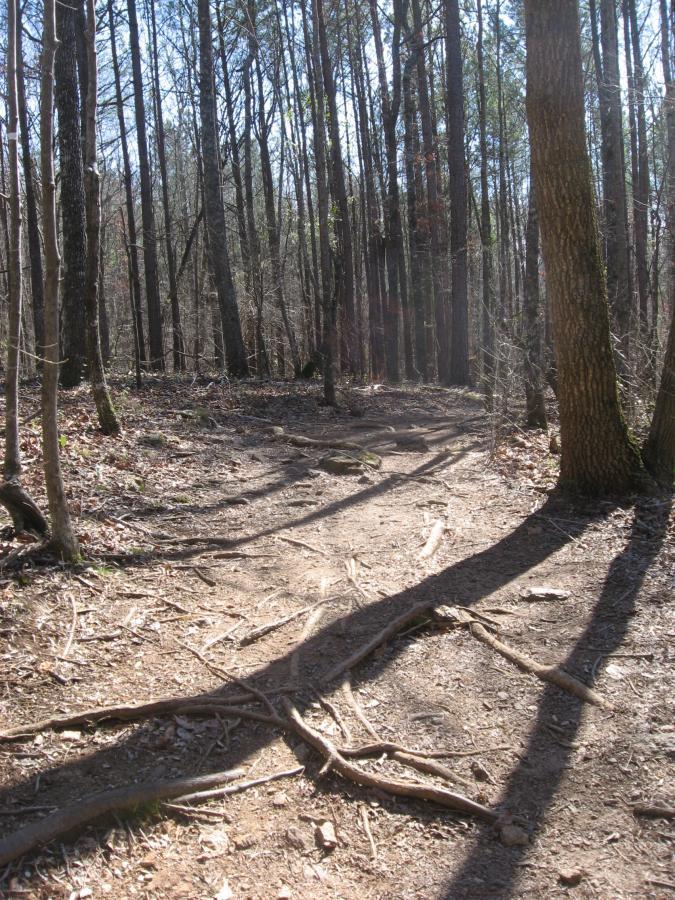 A dirt path winding through a forest, surrounded by tall, slender trees. The ground is uneven with visible roots and stones, and sunlight filters through the branches, casting shadows on the trail. The scene conveys a peaceful, natural setting. Heritage Park mountain bike trail.