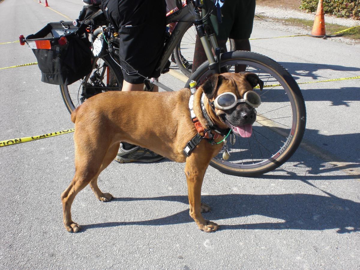 A happy brown dog wearing protective goggles stands beside a bicycle, with people in the background on a sunny day. Caution tape is visible along the road. Oleta River State Park mountain bike trail.