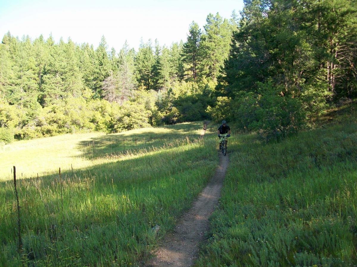 A person riding a bicycle on a dirt path through a grassy area surrounded by tall green trees and lush foliage. The scene is bright, indicating a sunny day in a natural outdoor setting. Colorado Trail mountain bike trail.