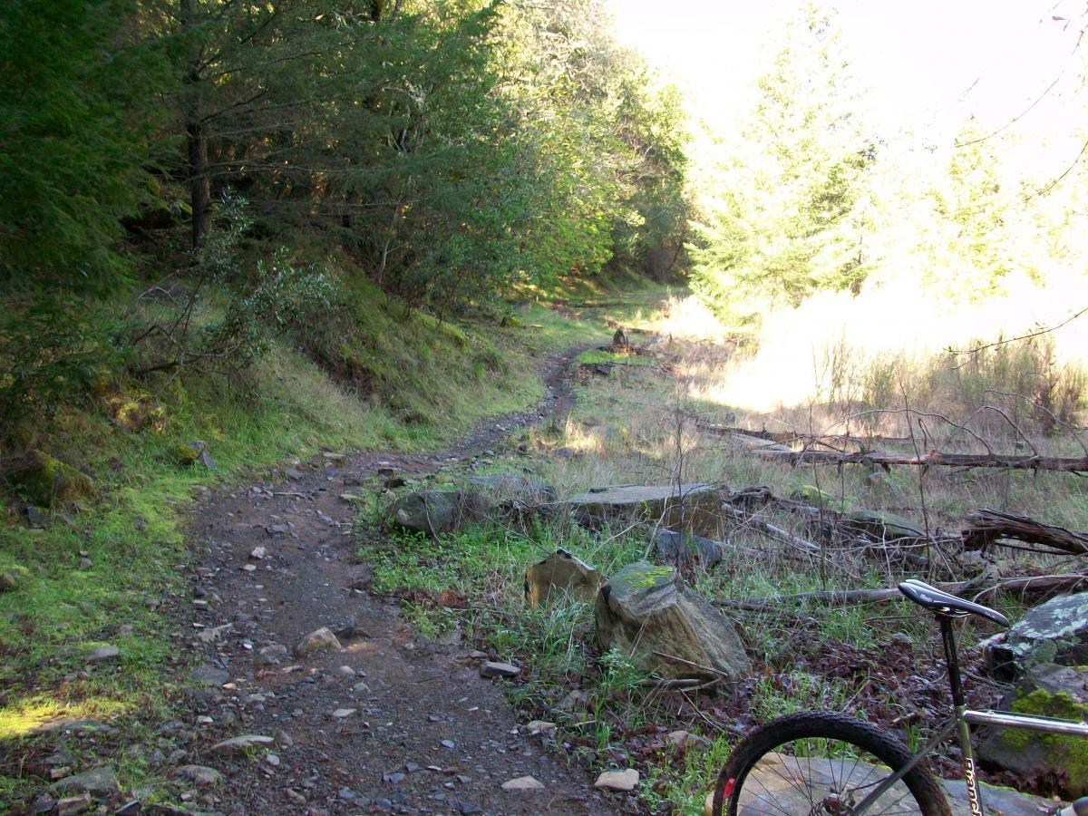 A winding dirt bike trail surrounded by lush greenery and tall trees. Sunlight filters through the leaves, illuminating the path, which is lined with small rocks and patches of grass. In the foreground, a bicycle rests on the ground, suggesting an inviting space for outdoor activities. Annadel State Park mountain bike trail.