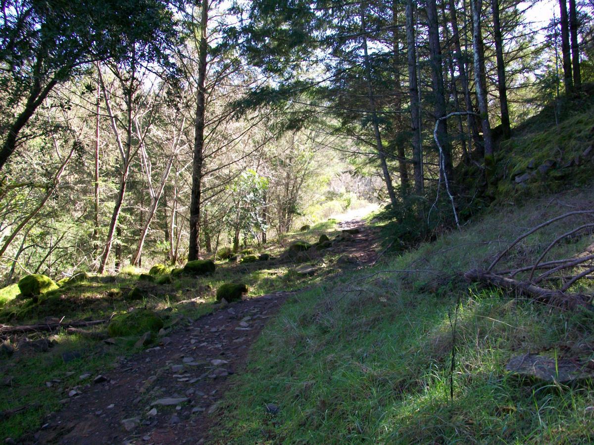 A tranquil forest pathway bordered by tall trees and lush green vegetation, with sunlight filtering through the leaves. The path is uneven, lined with rocks and moss, leading deeper into the serene woodland. Annadel State Park mountain bike trail.