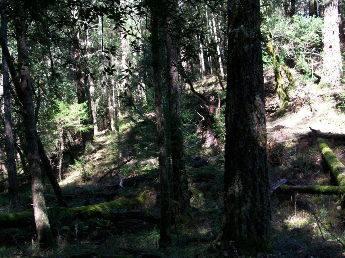 A dense forest scene featuring tall trees with varying shades of green foliage. Sunlight filters through the branches, casting dappled light on the forest floor, which is covered in patches of grass and fallen logs, some with vibrant moss growth. The atmosphere is serene and natural, showcasing the richness of a woodland environment. Annadel State Park mountain bike trail.