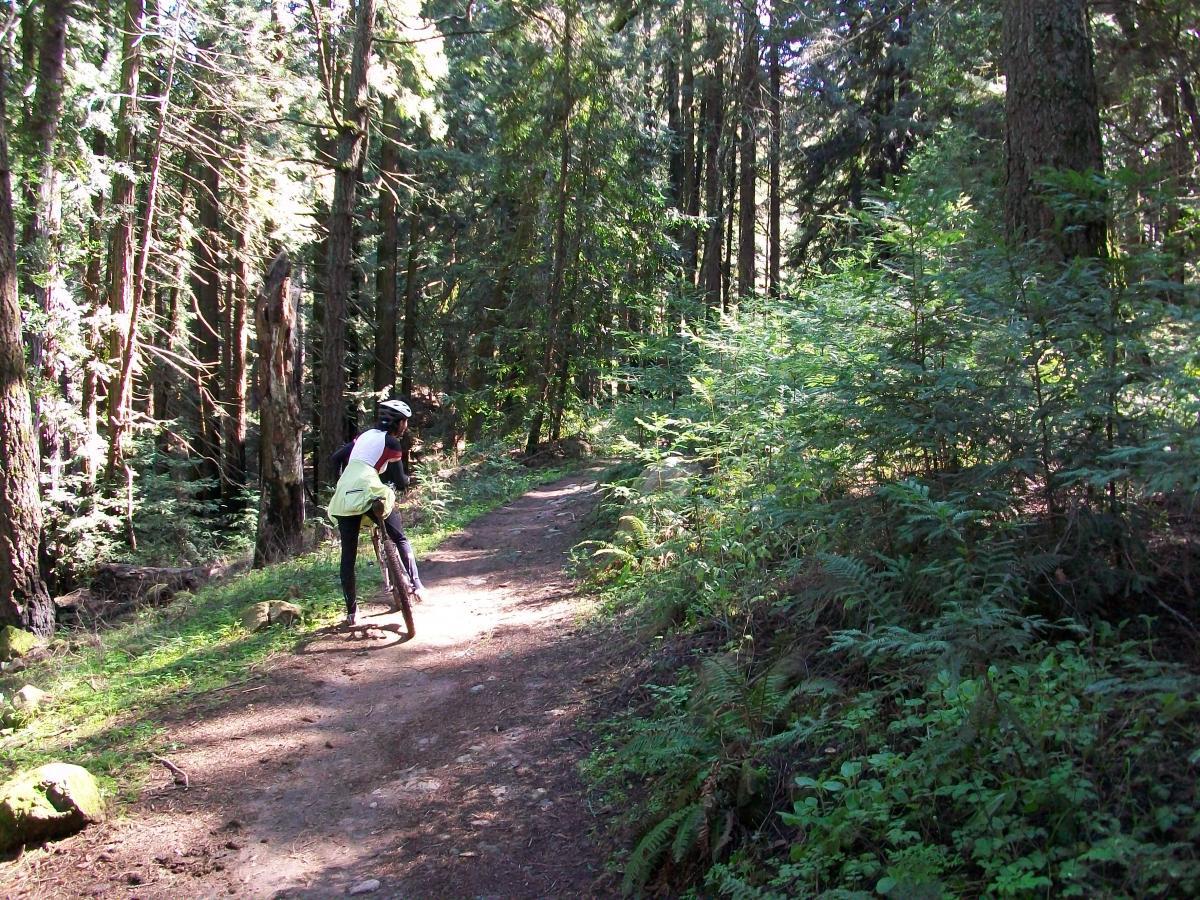 A person riding a bicycle on a narrow dirt path surrounded by lush green trees in a forest setting. Sunlight filters through the leaves, creating dappled shadows on the ground. Annadel State Park mountain bike trail.