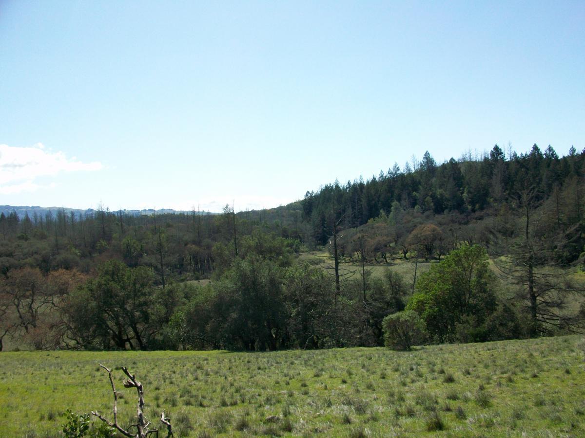 A panoramic view of a lush green landscape featuring a mixture of grassy plains and scattered trees. In the background, there's a line of dense forest with varying tree heights under a clear blue sky. The scene conveys a sense of tranquility and natural beauty. Annadel State Park mountain bike trail.