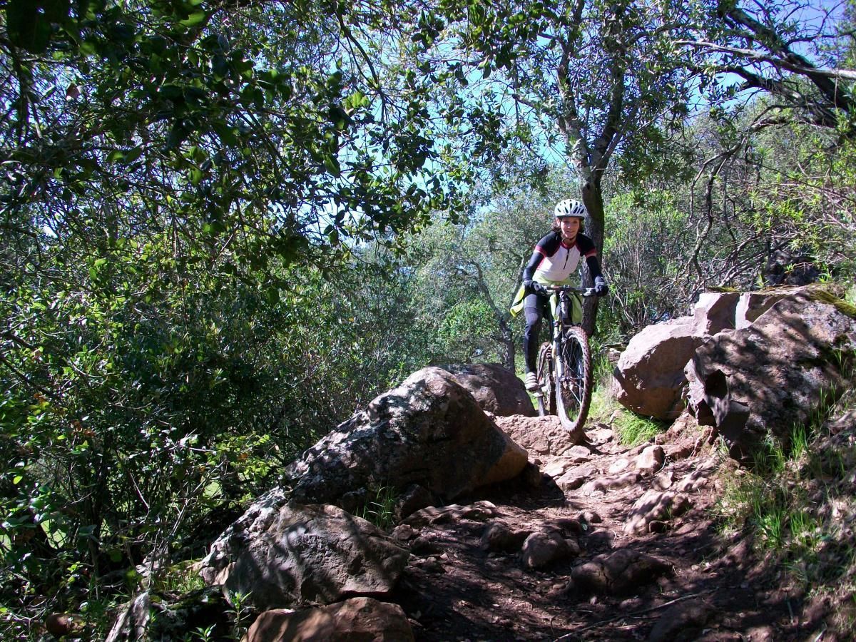 A mountain biker navigating a rocky trail surrounded by lush greenery and trees on a sunny day. The cyclist is wearing a helmet and specialized gear, focusing on the challenging terrain ahead. Annadel State Park mountain bike trail.