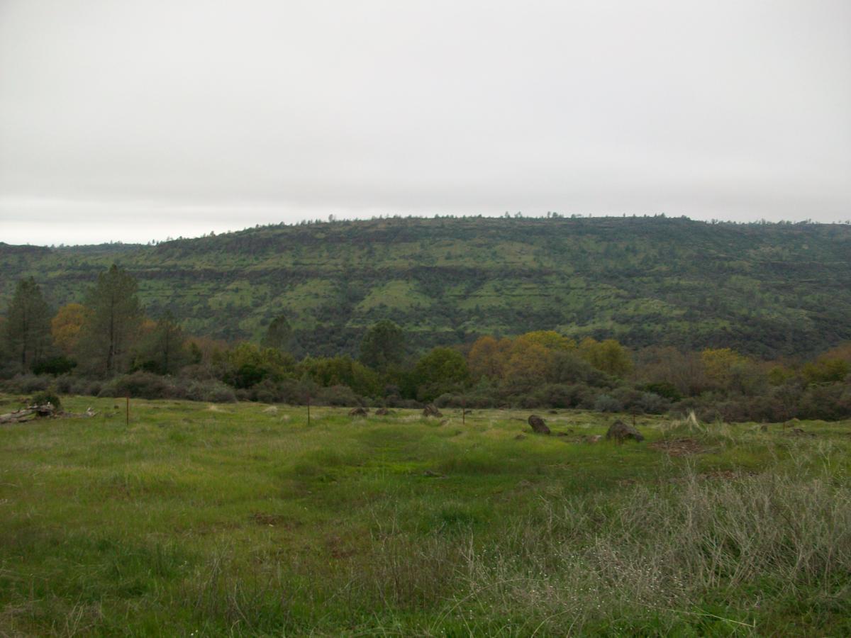 A panoramic view of rolling green hills under a cloudy sky, with patches of trees and shrubs in the foreground. The landscape features a mix of grassy areas and scattered rocks, creating a serene natural environment. Upper Bidwell Park mountain bike trail.