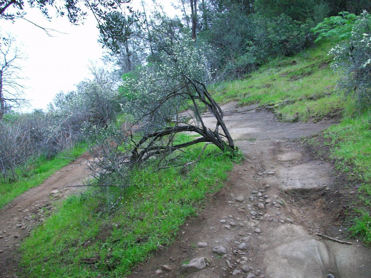 A dirt path winding through a green hillside, with scattered rocks and a few leaning bushes. The scene features lush green grass, dry tree branches, and patches of wildflowers, set against a cloudy sky. Upper Bidwell Park mountain bike trail.