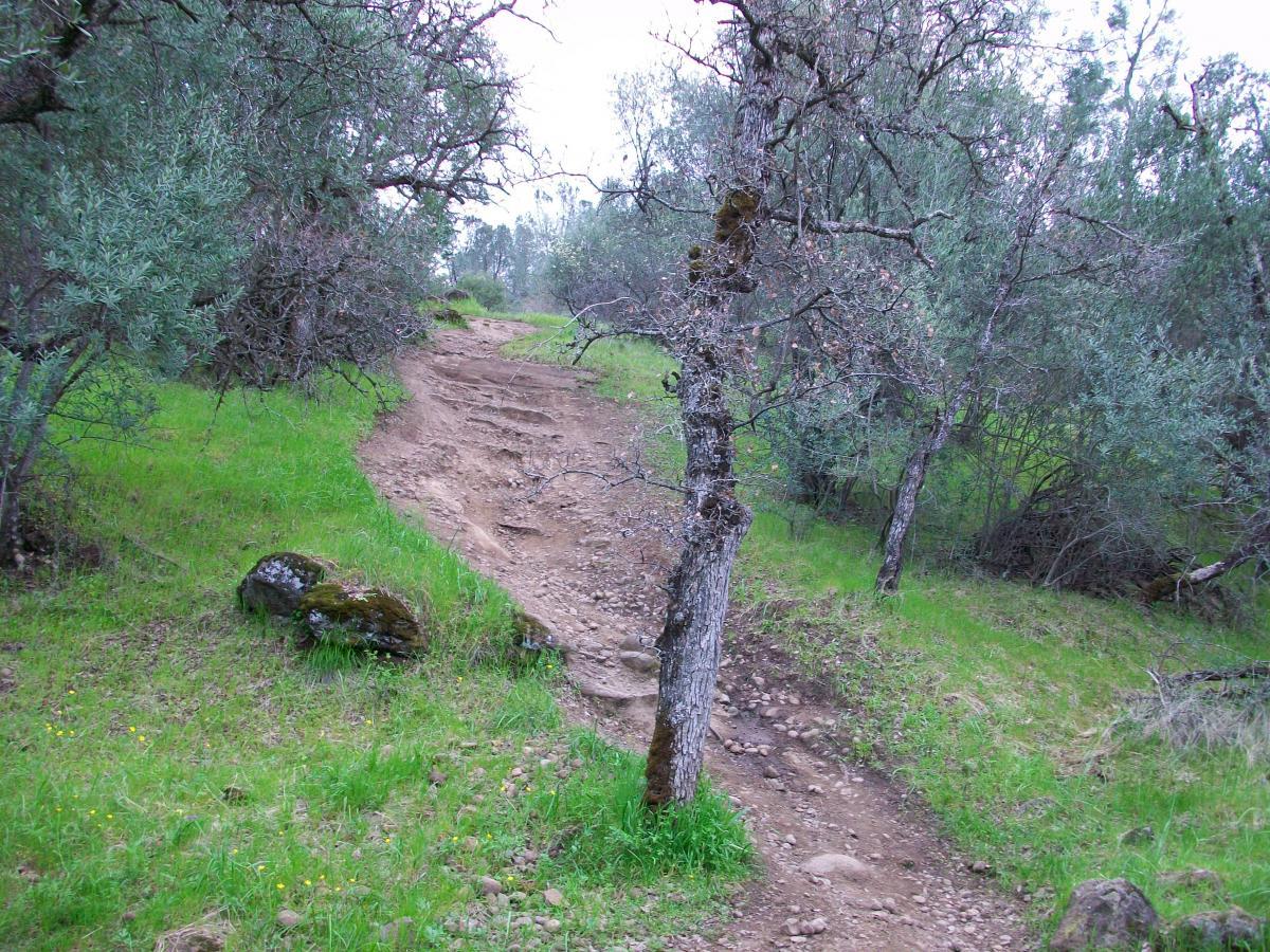 A winding dirt path surrounded by lush green grass and trees, leading through a wooded area. The path shows signs of use, with visible tire tracks and a few small boulders scattered along the side. Upper Bidwell Park mountain bike trail.