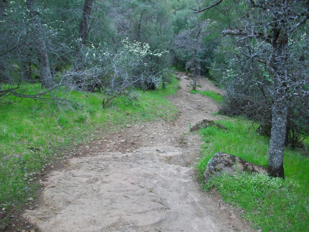 A winding dirt trail leads through a forest, surrounded by greenery and sparse underbrush. The path is rocky and uneven, with patches of grass and small plants growing alongside. Trees with varying textures and foliage create a natural, shaded environment. The scene suggests a peaceful, outdoor hiking experience. Upper Bidwell Park mountain bike trail.