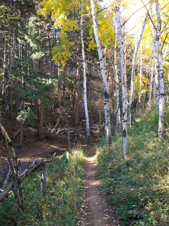 A narrow dirt trail winding through a forest of aspen and evergreen trees, featuring vibrant yellow leaves in the autumn sunlight. The path is flanked by lush greenery and scattered leaves, creating a serene woodland atmosphere. Apex Park mountain bike trail.