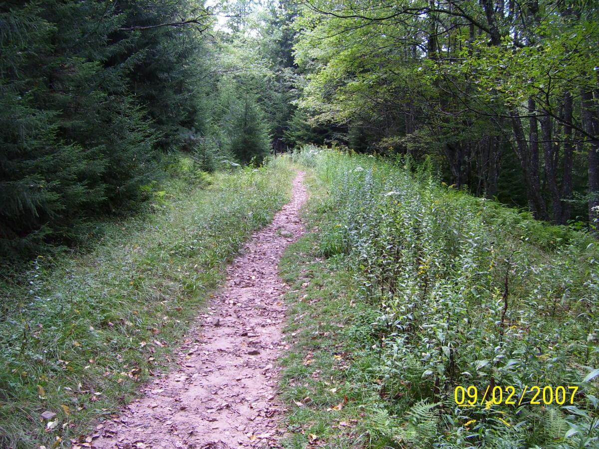 A narrow dirt path winding through a lush green forest, bordered by dense trees and tall grass on either side. The ground is covered with scattered leaves and small rocks, indicating a serene, natural setting. Seneca Creek Trail mountain bike trail.