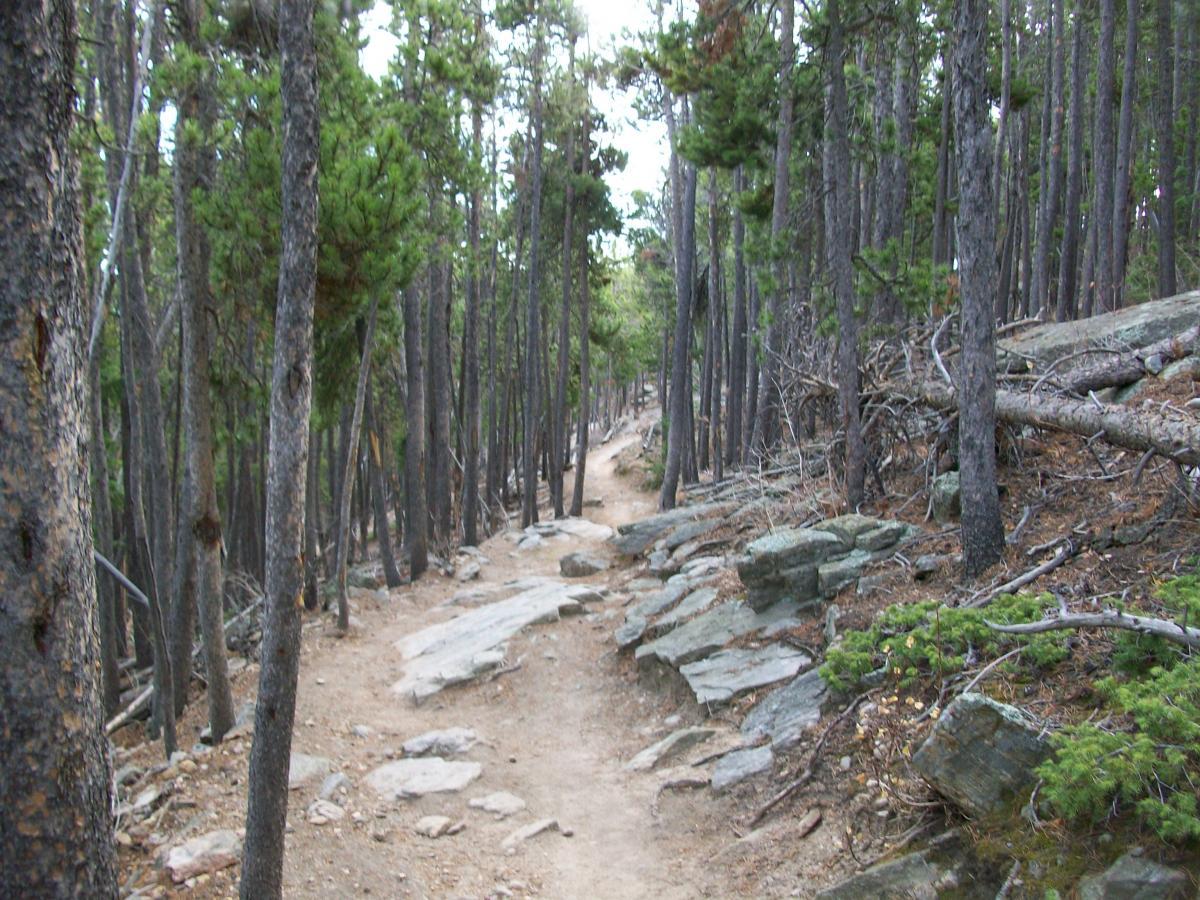 A winding dirt trail surrounded by tall pine trees and rocky terrain, leading into a thick forest. Bergen Peak mountain bike trail.