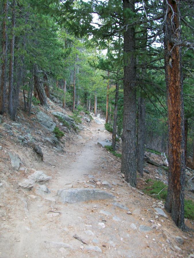 A narrow dirt trail winding through a dense forest of tall pine trees, with uneven rocky terrain and patches of earth visible along the path. The surrounding greenery creates a serene and natural atmosphere. Bergen Peak mountain bike trail.