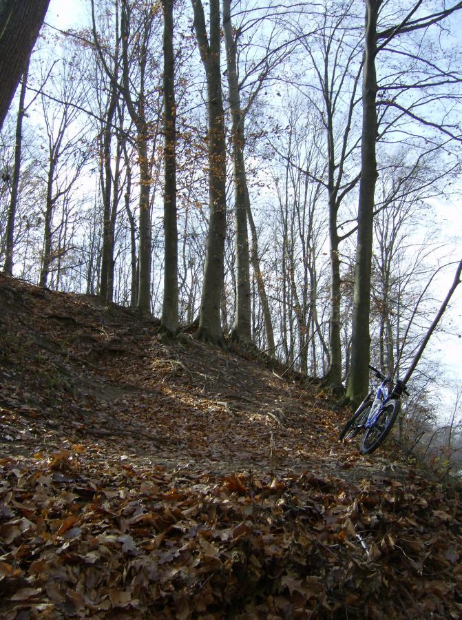 A mountain bike leaning against a tree on a sloping trail covered with fallen leaves, surrounded by tall, bare trees under a clear sky. Caesar Creek mountain bike trail.