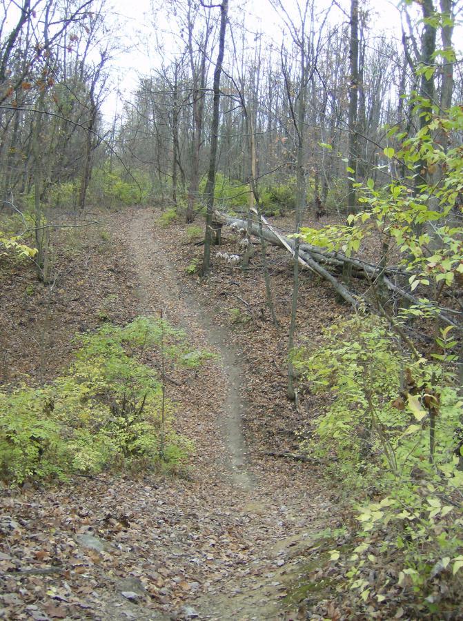 A winding dirt path through a wooded area, surrounded by trees with bare branches and patches of green foliage. The ground is covered in fallen leaves, and a fallen log is visible on the side of the trail, indicating a natural and serene outdoor environment. Caesar Creek mountain bike trail.