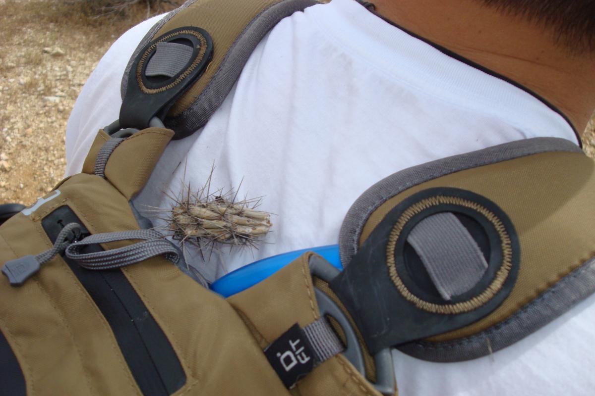 A close-up image of a person's shoulder with a backpack strap, showing a small cactus with long spines resting on the strap. The background is a natural outdoor setting with rocky ground. White Tanks Competitive Track mountain bike trail.