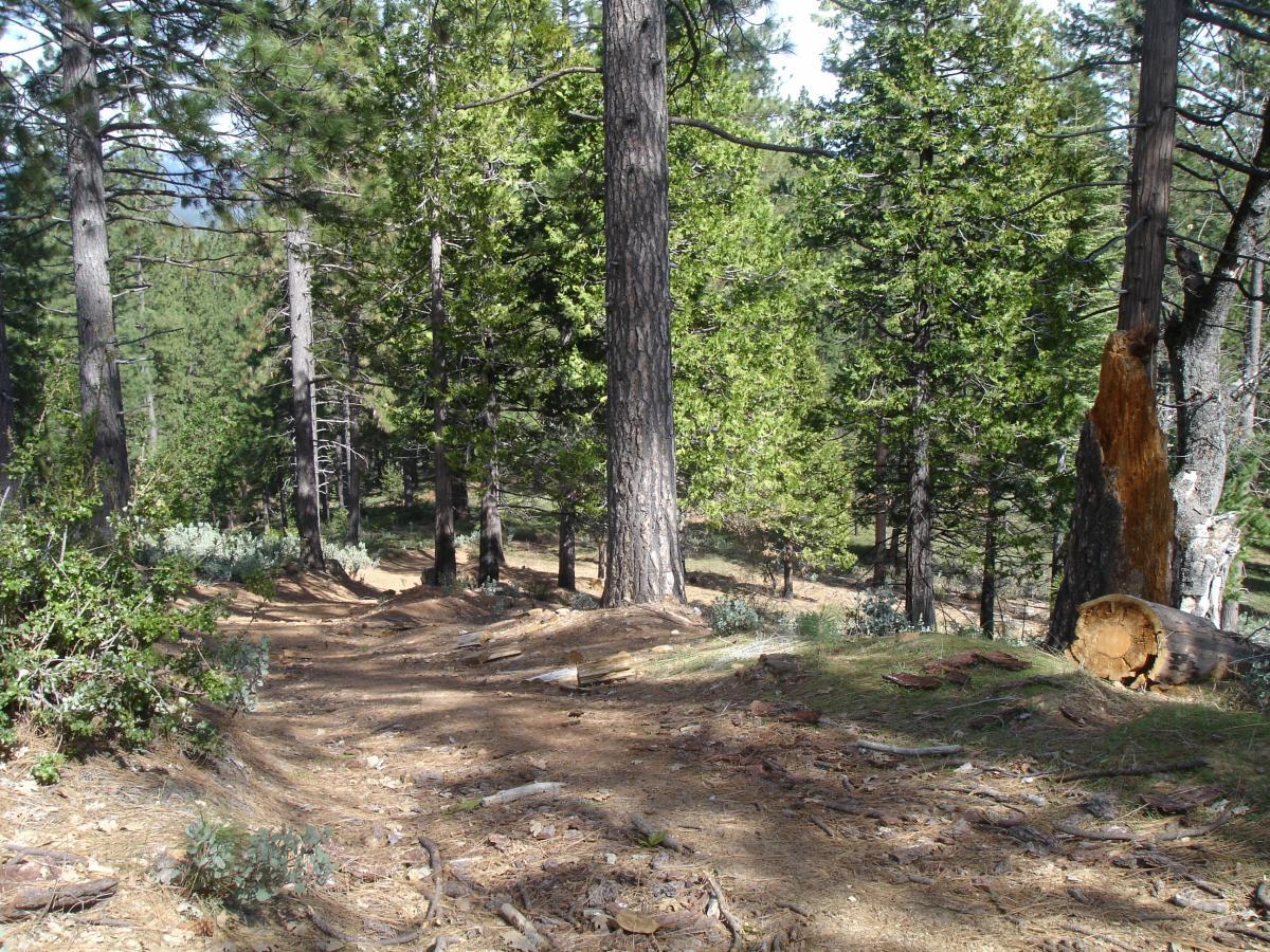 A forest path winding through tall evergreen trees, with a mix of sunlight and shadow on the ground. The trail is bordered by shrubs and fallen branches, leading deeper into the lush green landscape. Top Of The World mountain bike trail.