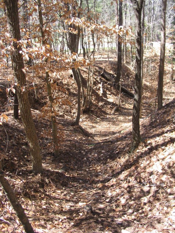 A winding dirt path through a forest, surrounded by trees with sparse leaves, and a ground covered in fallen leaves. Light filters through the canopy, creating a serene natural setting. Fred Young mountain bike trail.