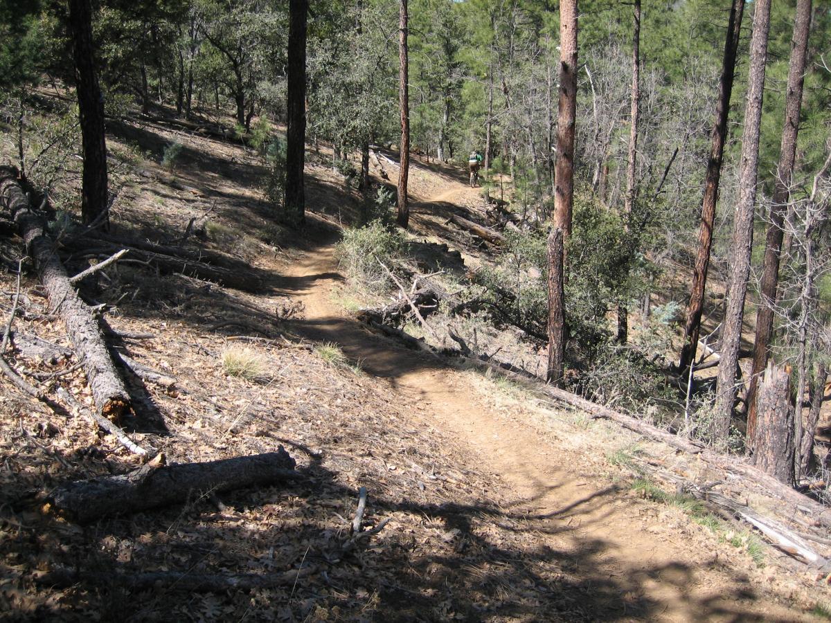 A winding dirt trail through a wooded area, surrounded by tall pine trees and scattered fallen branches. The path slopes downward, with patches of sunlight filtering through the foliage. Trail #305 mountain bike trail.