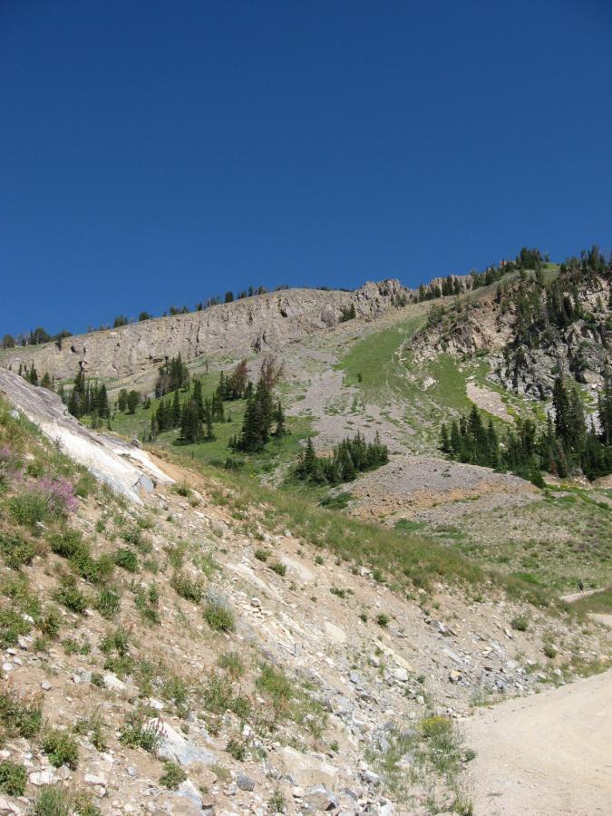 A steep mountain slope with rocky terrain, patches of green grass, and clusters of trees under a clear blue sky. The foreground features a mix of dirt and rocky ground with small wildflowers growing, while the background showcases higher rocky cliffs and a rugged mountain landscape. Jackson Hole Bike Park mountain bike trail.