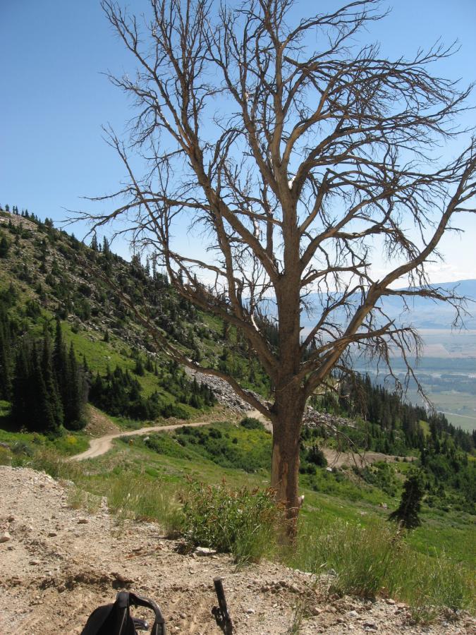 A dead tree stands prominently on a hillside, surrounded by lush green vegetation and rocky terrain. In the background, a winding dirt path leads through the landscape, with expansive views of distant mountains and a clear blue sky. A small black backpack is visible in the foreground. Jackson Hole Bike Park mountain bike trail.