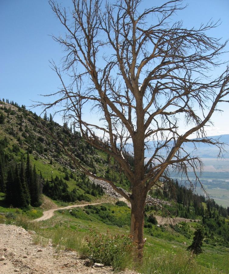 A barren tree with no leaves stands prominently on a hillside, surrounded by lush green vegetation and a winding dirt path. In the background, rolling hills and a clear blue sky stretch into the distance. Jackson Hole Bike Park mountain bike trail.