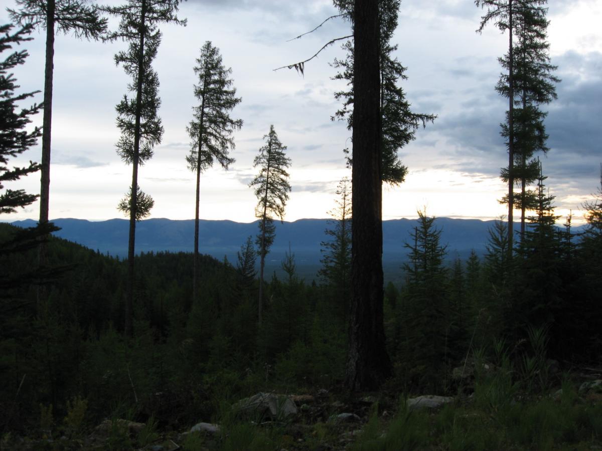 A scenic view of a forest with tall evergreens silhouetted against a cloudy sky. In the background, rolling mountains and a fading light create a serene atmosphere, showcasing the natural landscape. Johnson Peak/Trixie Pass mountain bike trail.