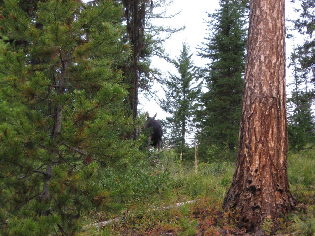A moose partially obscured by trees in a lush forest setting, with green foliage and tall pine trees surrounding it. Johnson Peak/Trixie Pass mountain bike trail.