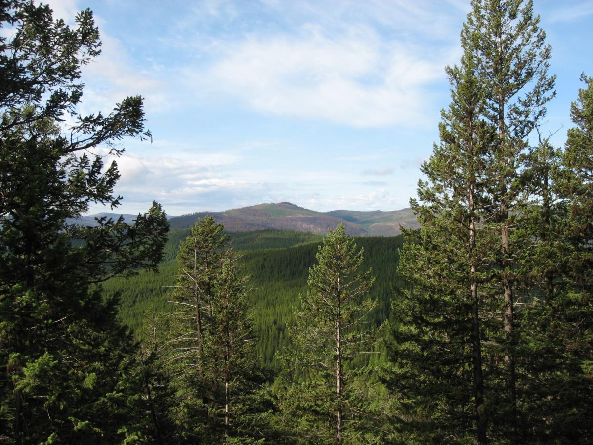 A panoramic view of a lush green forest with tall evergreen trees, extending towards distant mountains under a partly cloudy sky. The foreground features several trees, while the background reveals rolling hills and a serene landscape. Johnson Peak/Trixie Pass mountain bike trail.