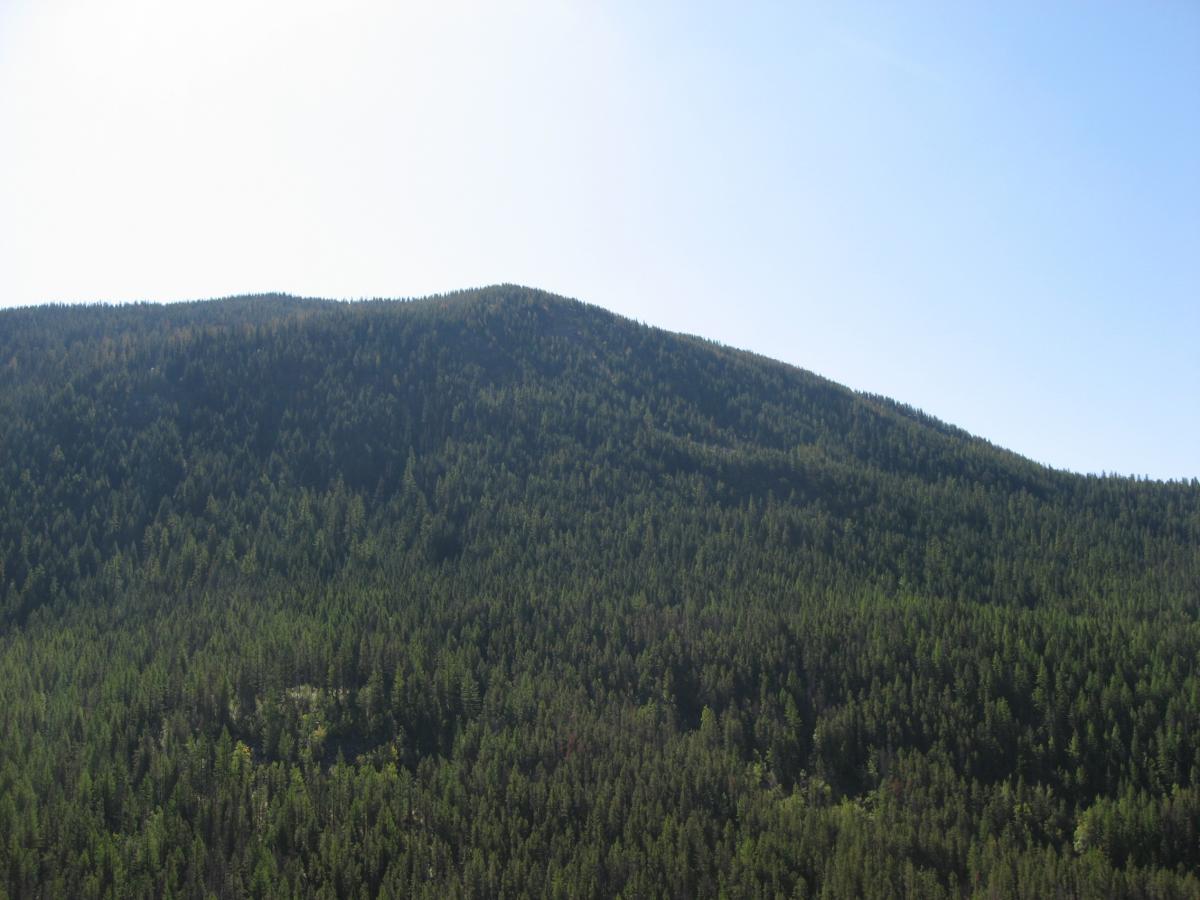 A scenic view of a lush green mountain covered in dense coniferous forest under a clear blue sky. The mountain rises gently, with various shades of green from the trees and a few spots of sunlight illuminating the landscape. Wolf Creek Trail/Echo Broken Leg #544 mountain bike trail.
