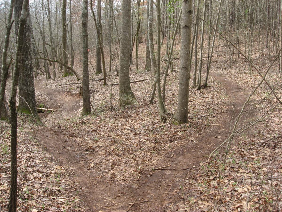 Two winding dirt trails diverge in a wooded area, surrounded by tall trees and fallen leaves. The trail on the left is narrower and slightly overgrown, while the trail on the right is more defined and leads further into the forest. The scene conveys a sense of nature and the choice of paths available in a tranquil setting. Heritage Park mountain bike trail.
