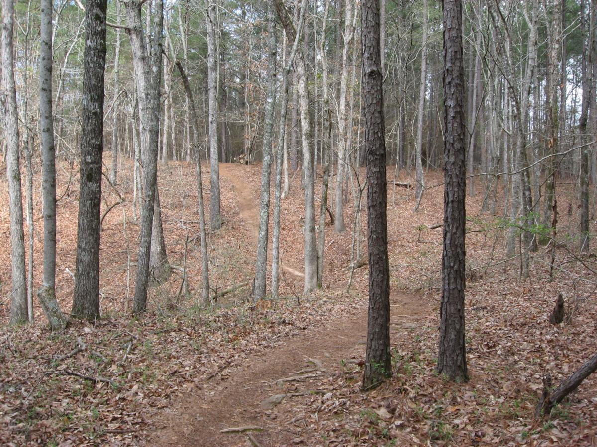 A dirt path winding through a forest of tall, bare trees with scattered dead leaves on the ground, leading to a slight incline in the background. The scene captures a serene, natural setting. Heritage Park mountain bike trail.