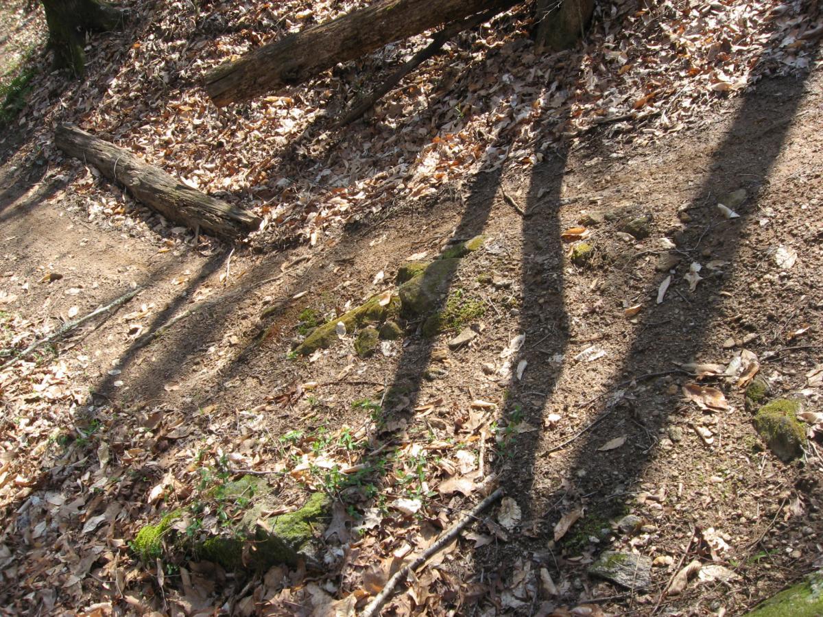 A forest floor scene featuring a mix of fallen leaves, dirt, and rocks. Sunlight casts long shadows from nearby trees, creating a pattern on the ground. Small patches of green vegetation are visible among the leaves and rocks. Hawkes Creek mountain bike trail.