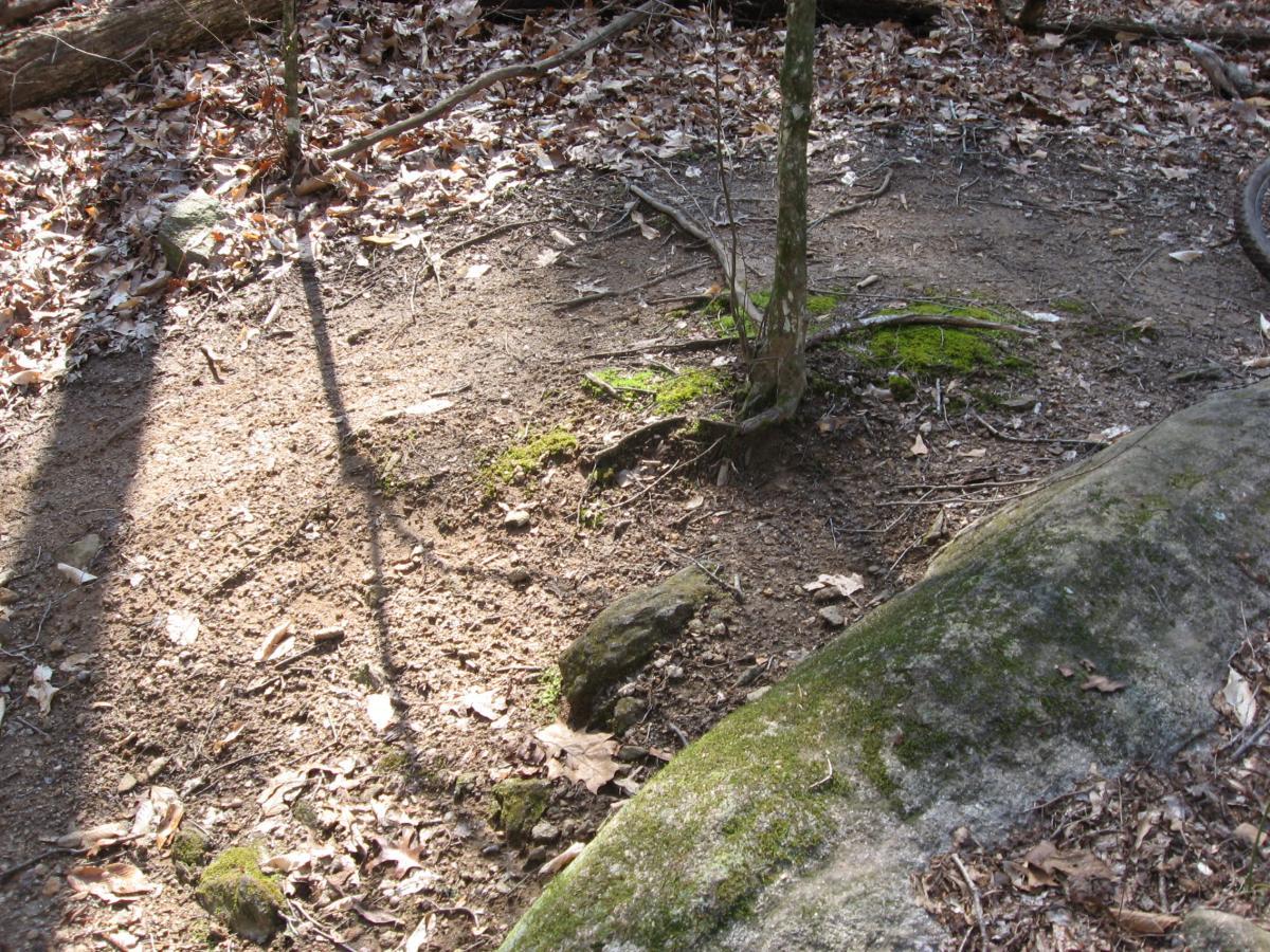 A forest floor scene featuring a patch of bare soil surrounded by fallen leaves. A small, young tree with visible roots stands in the center, with some green moss growing nearby. Shadows of tree branches and a large rock can be seen on the ground, indicating dappled sunlight filtering through the trees. Hawkes Creek mountain bike trail.