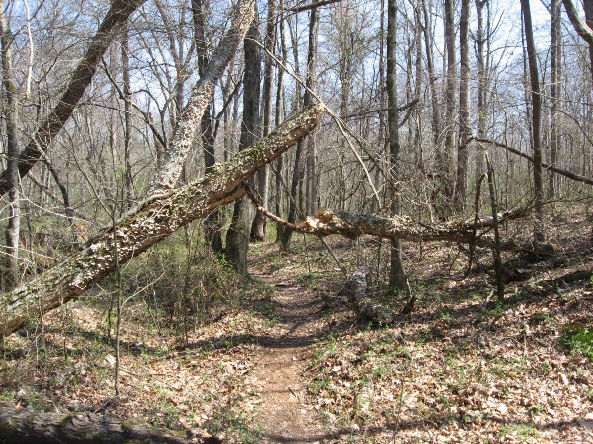 A dirt path winding through a forest, with leafless trees on either side. A fallen tree branch extends across the path, and scattered leaves cover the ground. The scene is illuminated by soft daylight, suggesting an early spring landscape. Hawkes Creek mountain bike trail.