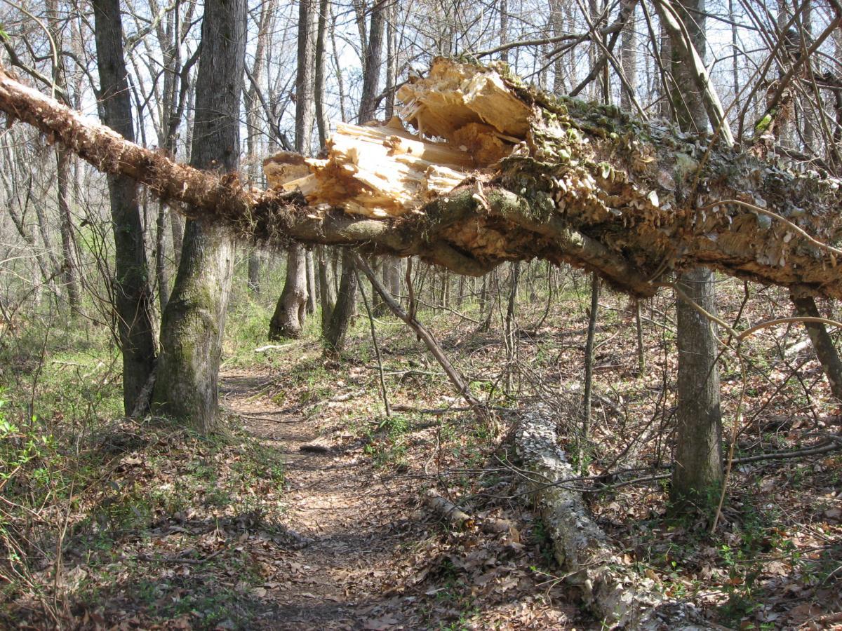 A forest path surrounded by bare trees, featuring a large, broken tree branch suspended across the trail. The ground is covered with fallen leaves and small greenery, suggesting early spring. Hawkes Creek mountain bike trail.